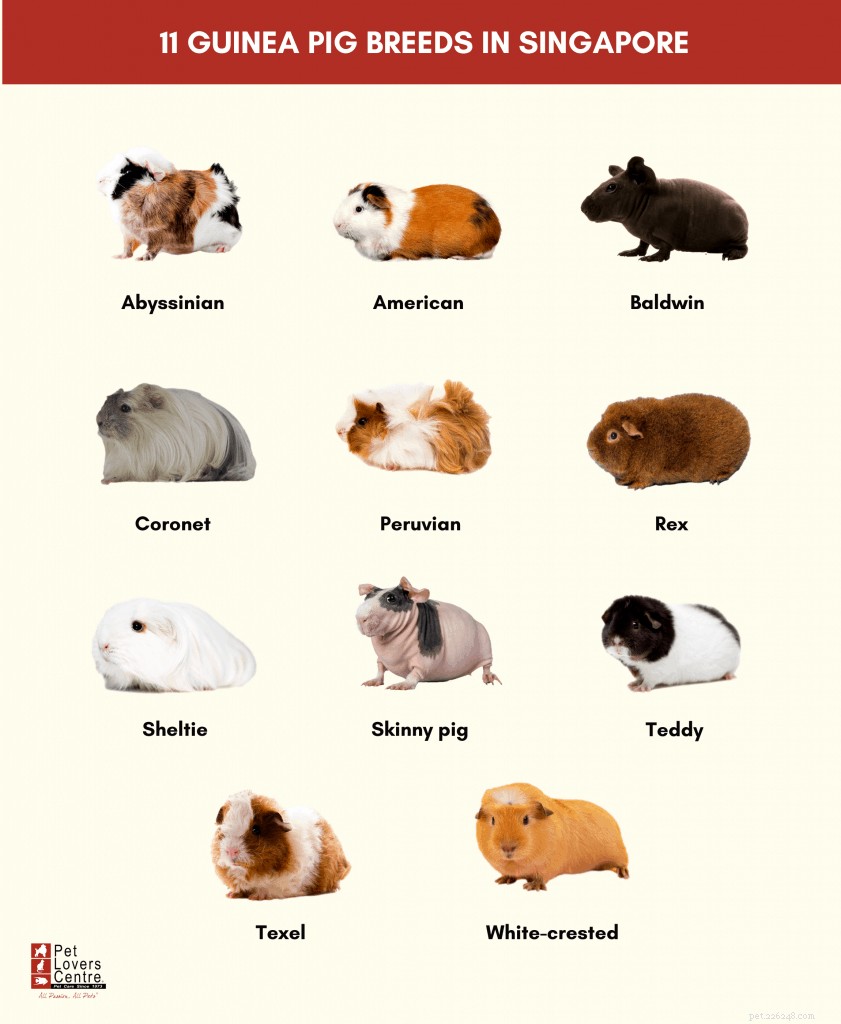 Top 11 Guinea Pig Breeds in Singapore: Personality Profiles & Expert Care Guide