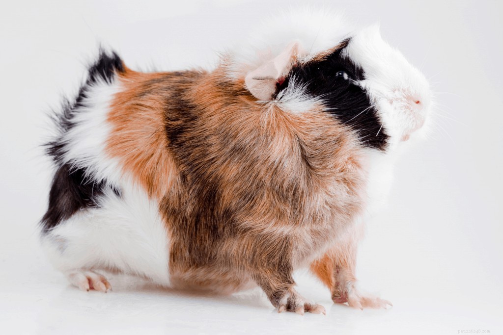 Top 11 Guinea Pig Breeds in Singapore: Personality Profiles & Expert Care Guide