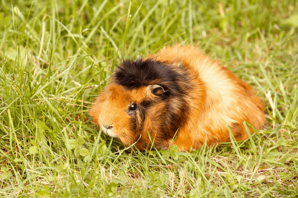 Top 11 Guinea Pig Breeds in Singapore: Personality Profiles & Expert Care Guide