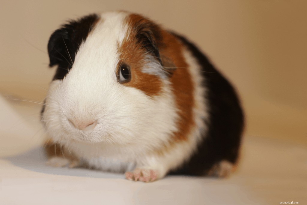 Top 11 Guinea Pig Breeds in Singapore: Personality Profiles & Expert Care Guide