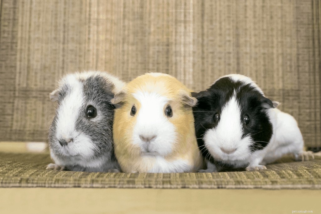 Top 11 Guinea Pig Breeds in Singapore: Personality Profiles & Expert Care Guide