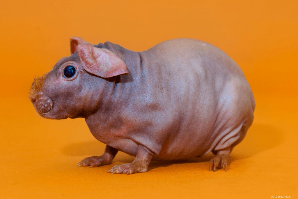 Top 11 Guinea Pig Breeds in Singapore: Personality Profiles & Expert Care Guide