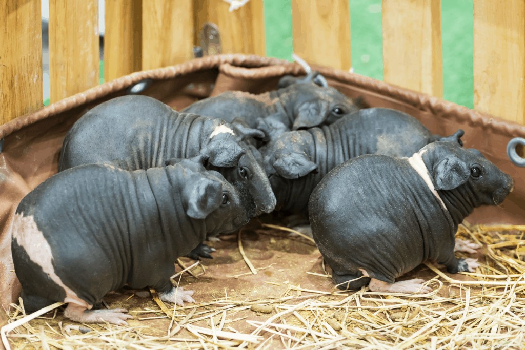 Top 11 Guinea Pig Breeds in Singapore: Personality Profiles & Expert Care Guide