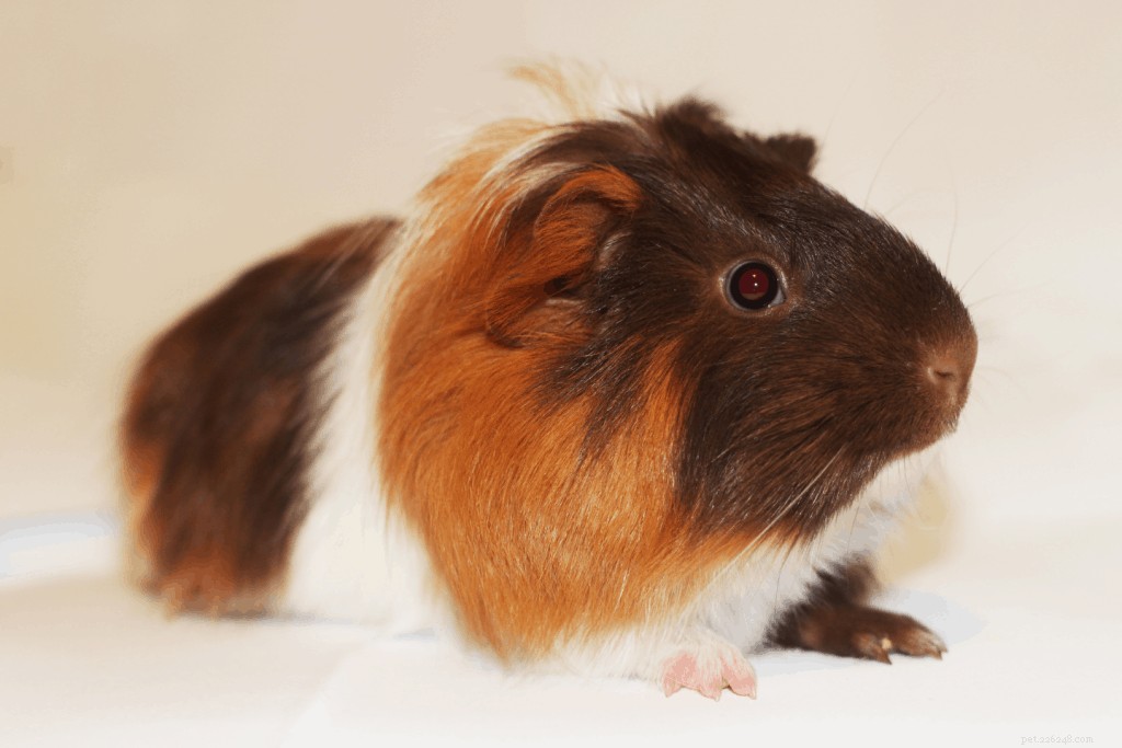 Top 11 Guinea Pig Breeds in Singapore: Personality Profiles & Expert Care Guide