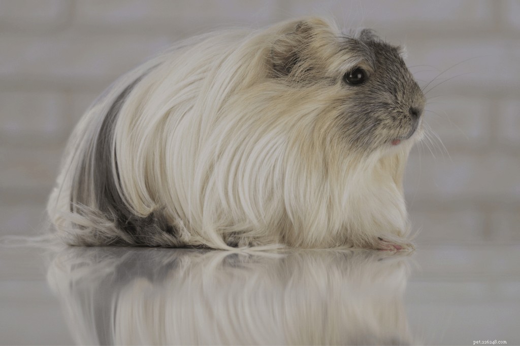 Top 11 Guinea Pig Breeds in Singapore: Personality Profiles & Expert Care Guide