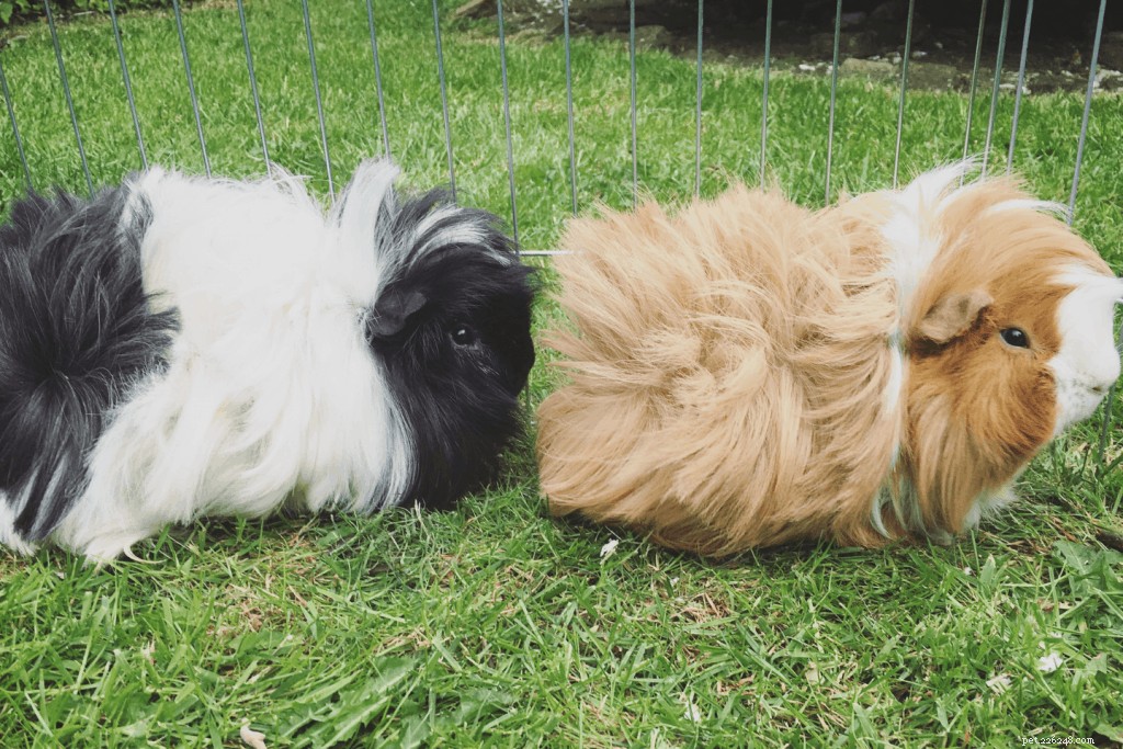 Top 11 Guinea Pig Breeds in Singapore: Personality Profiles & Expert Care Guide