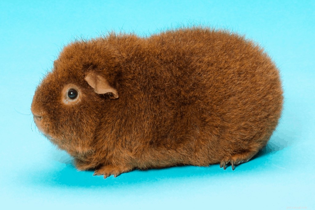 Top 11 Guinea Pig Breeds in Singapore: Personality Profiles & Expert Care Guide