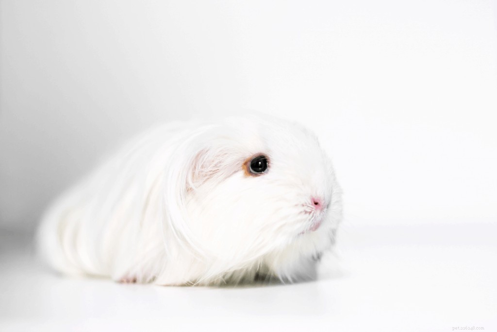 Top 11 Guinea Pig Breeds in Singapore: Personality Profiles & Expert Care Guide