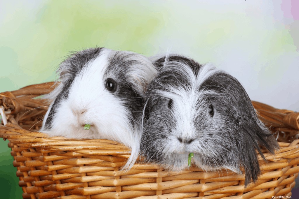 Top 11 Guinea Pig Breeds in Singapore: Personality Profiles & Expert Care Guide
