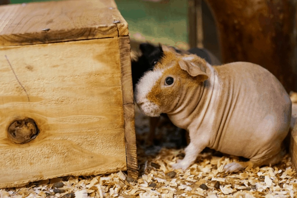 Top 11 Guinea Pig Breeds in Singapore: Personality Profiles & Expert Care Guide