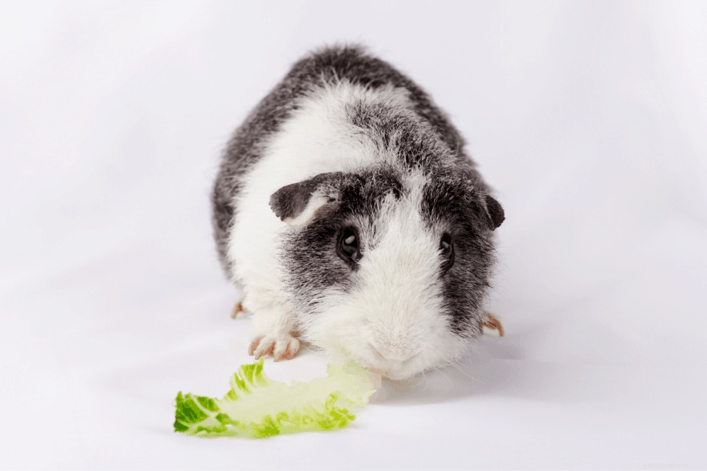 Top 11 Guinea Pig Breeds in Singapore: Personality Profiles & Expert Care Guide