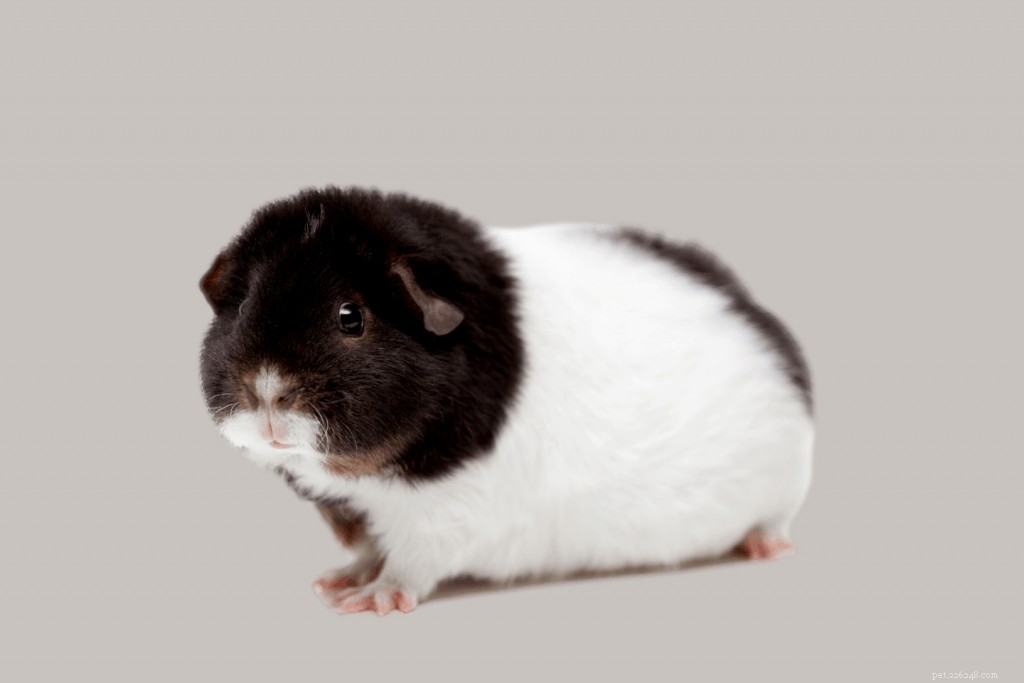 Top 11 Guinea Pig Breeds in Singapore: Personality Profiles & Expert Care Guide