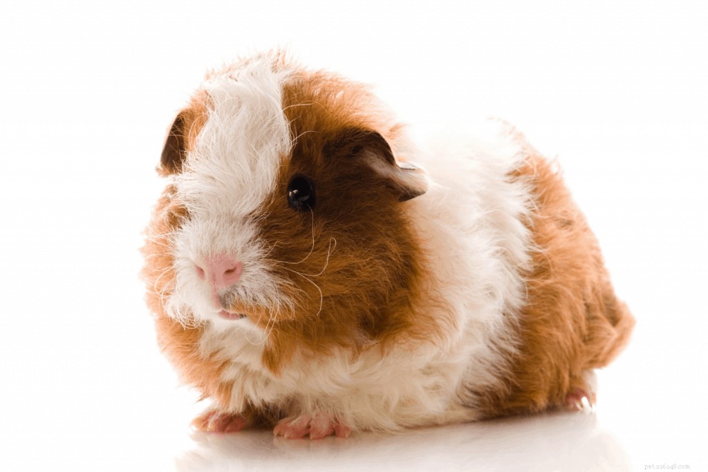 Top 11 Guinea Pig Breeds in Singapore: Personality Profiles & Expert Care Guide