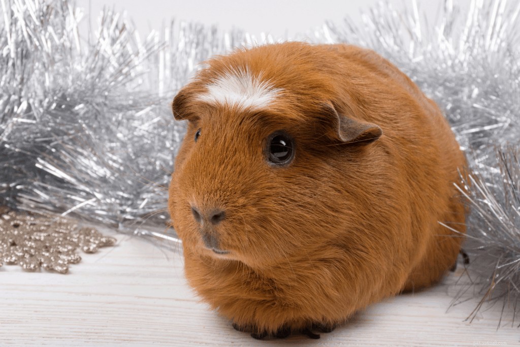 Top 11 Guinea Pig Breeds in Singapore: Personality Profiles & Expert Care Guide