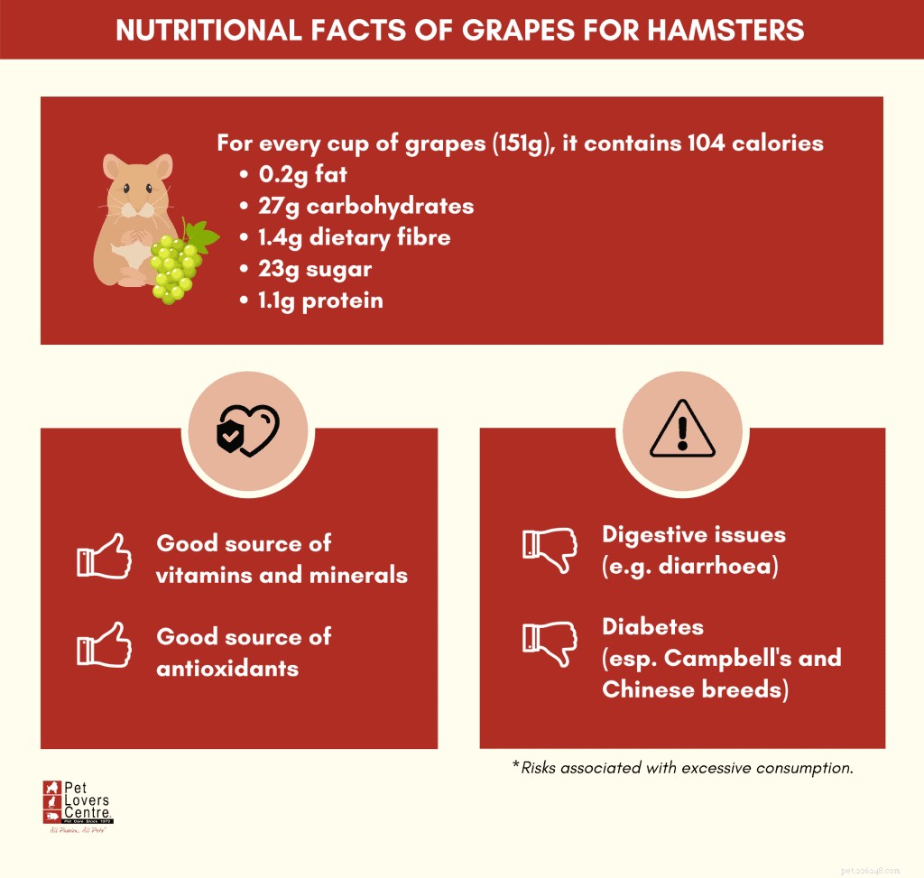 Are Grapes Safe for Hamsters? Expert Advice on Feeding Fruit to Your Pet