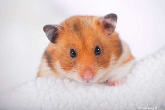 Hamster Diet Guide: Safe Foods & Expert Tips