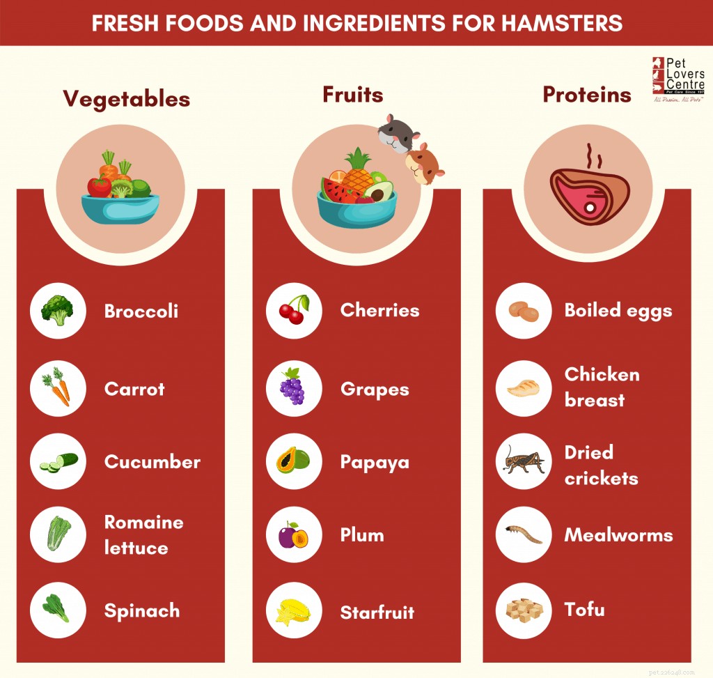 Hamster Diet Guide: Safe Foods & Expert Tips