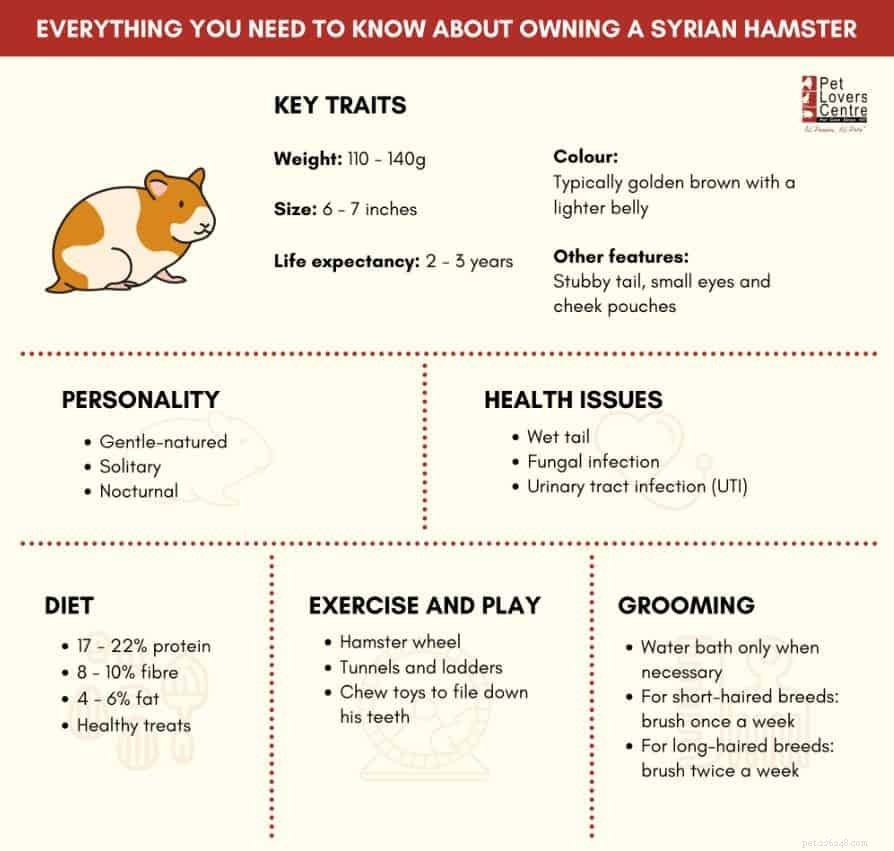 The Ultimate Care Guide for Syrian Hamsters in Singapore