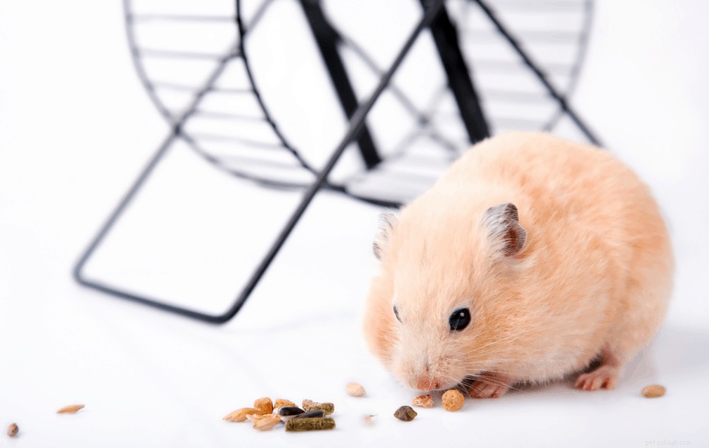 The Ultimate Care Guide for Syrian Hamsters in Singapore