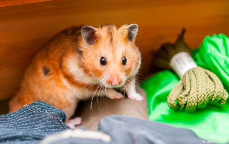 The Ultimate Care Guide for Syrian Hamsters in Singapore
