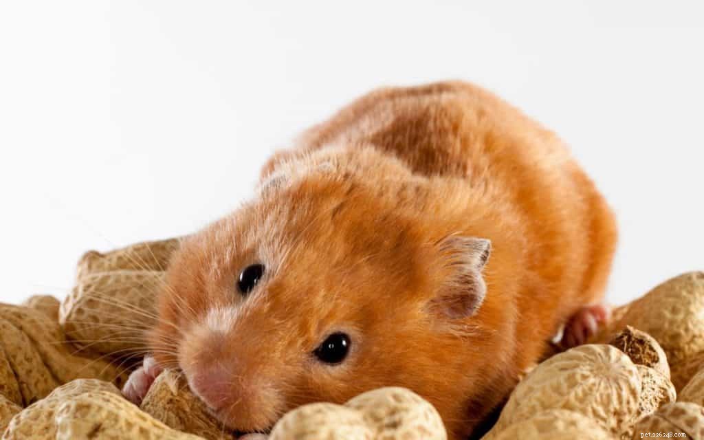 The Ultimate Care Guide for Syrian Hamsters in Singapore