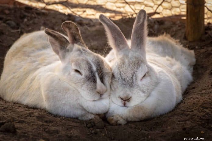 Adopt a Rabbit in Singapore: 6 Trusted Shelters & Essential Tips