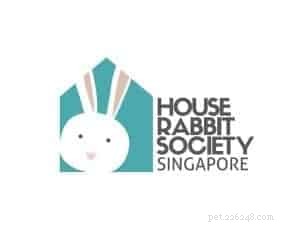 Adopt a Rabbit in Singapore: 6 Trusted Shelters & Essential Tips