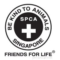 Adopt a Rabbit in Singapore: 6 Trusted Shelters & Essential Tips