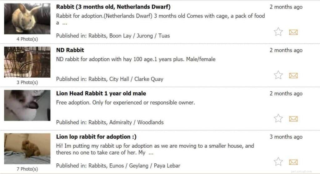 Adopt a Rabbit in Singapore: 6 Trusted Shelters & Essential Tips