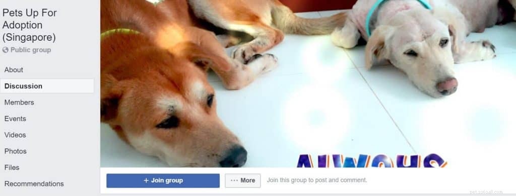 Adopt a Rabbit in Singapore: 6 Trusted Shelters & Essential Tips