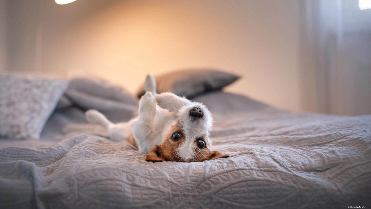 6 Proven Ways to Calm Your Puppy at Night