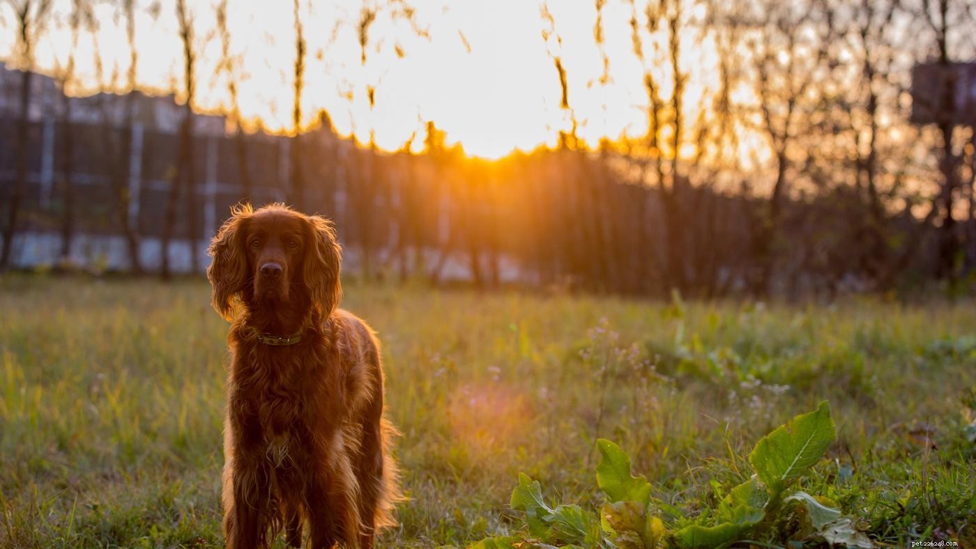 6 Proven Ways to Calm Your Puppy at Night