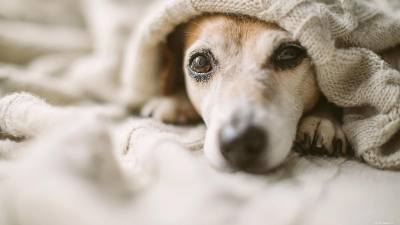 6 Proven Ways to Calm Your Puppy at Night