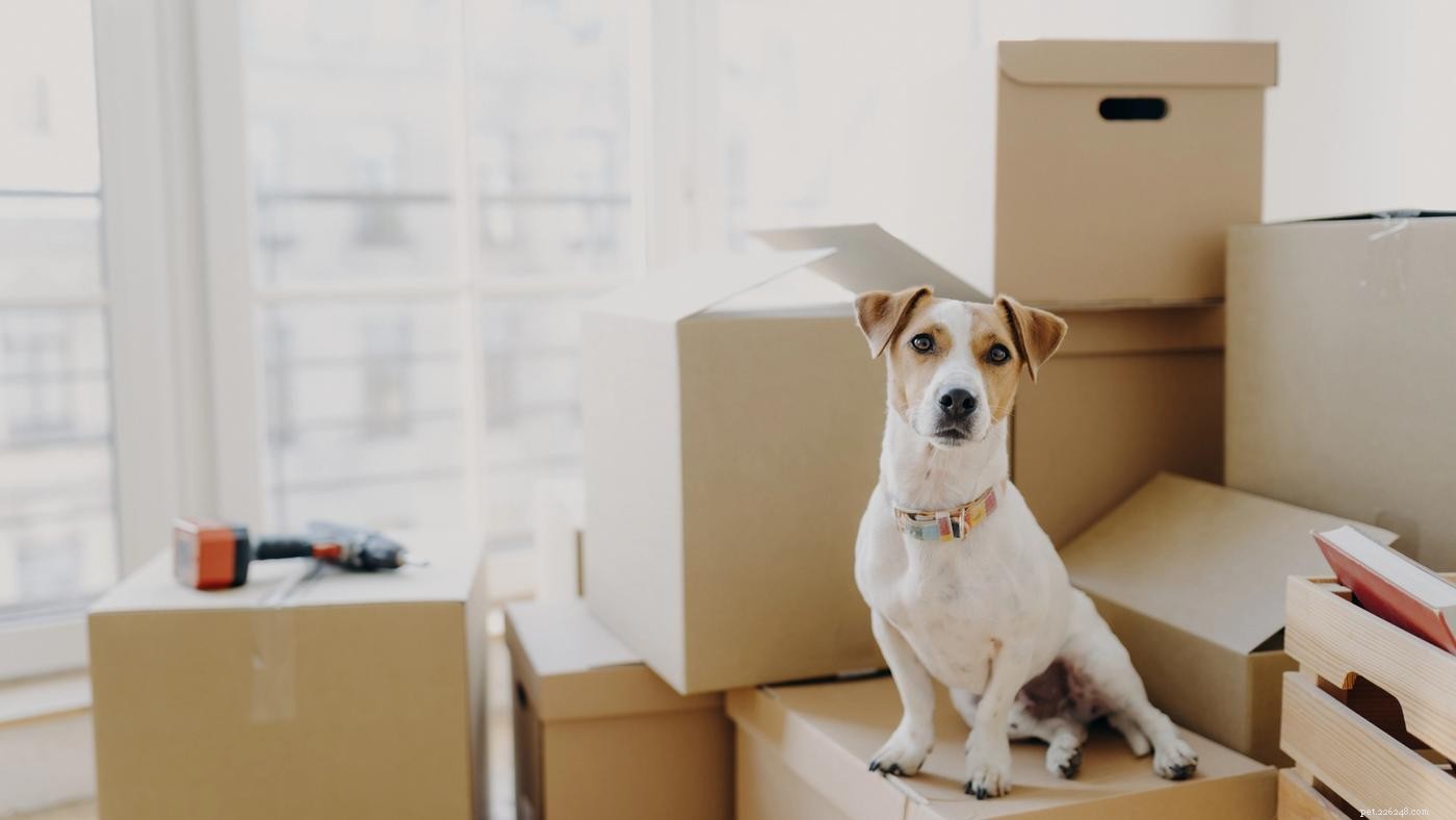 Moving with Your Dog: Expert Tips to Keep Them Calm and Safe