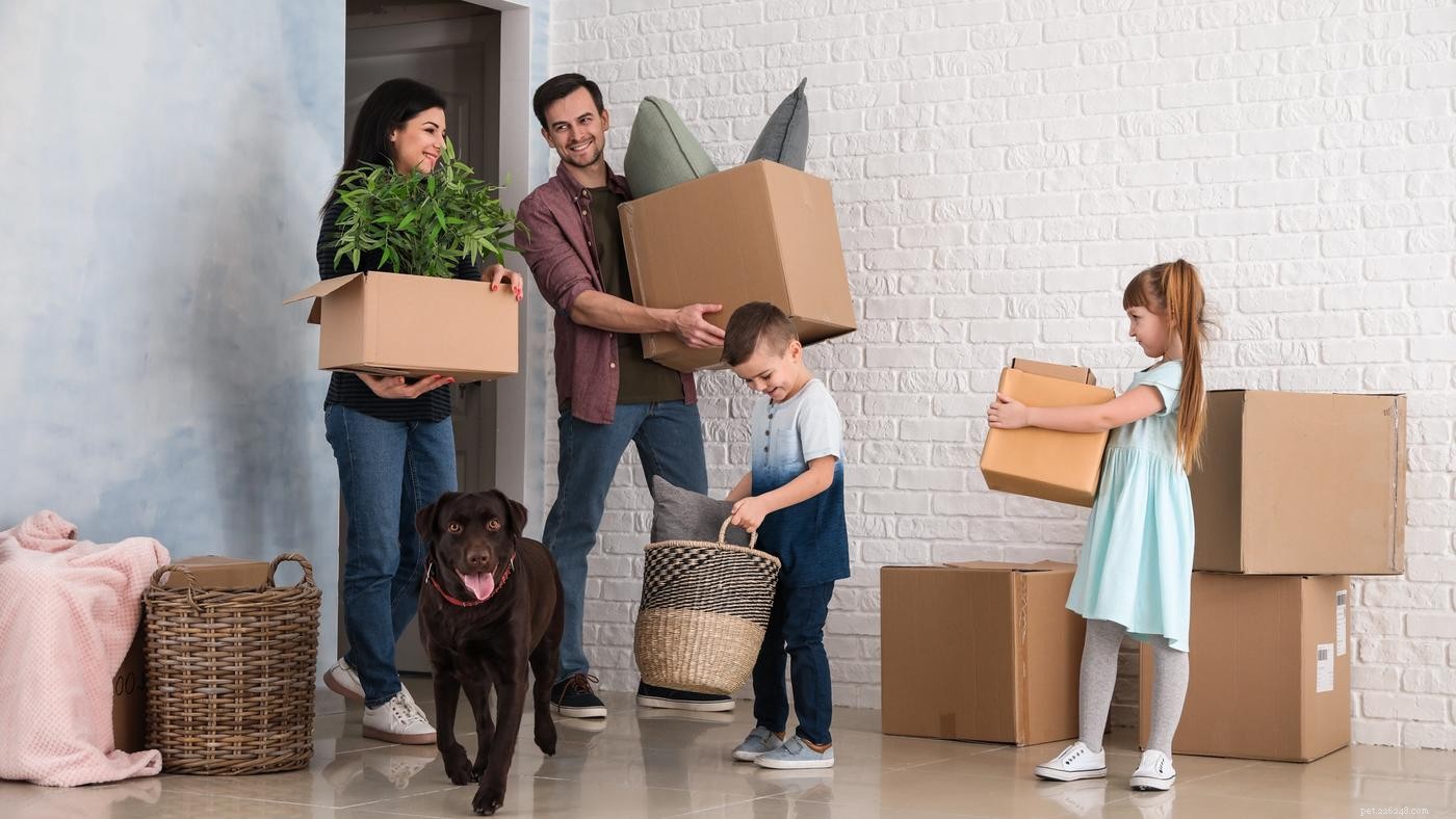 Moving with Your Dog: Expert Tips to Keep Them Calm and Safe