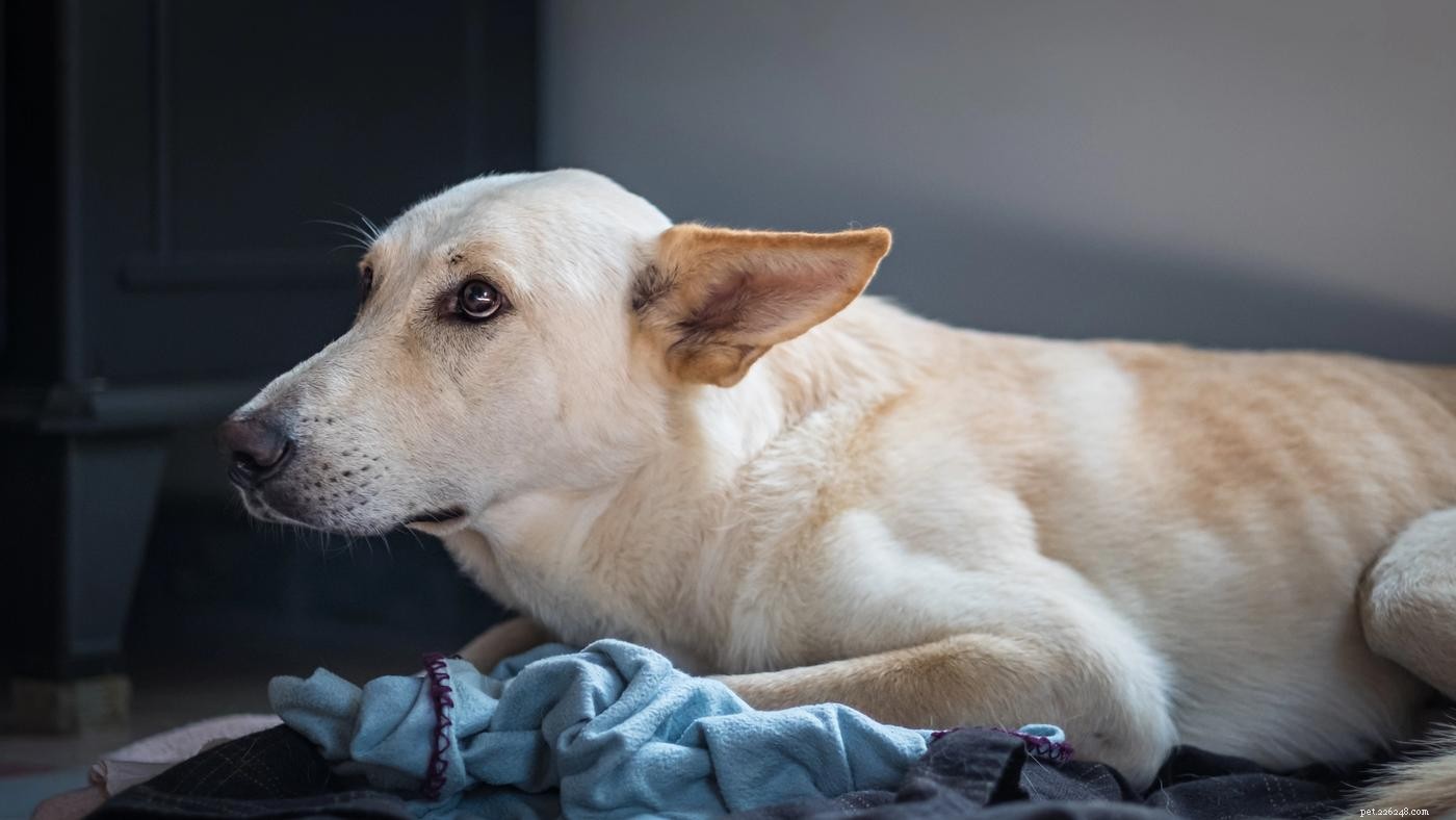 8 Proven Ways to Encourage a Shy Dog to Come Out of Their Shell