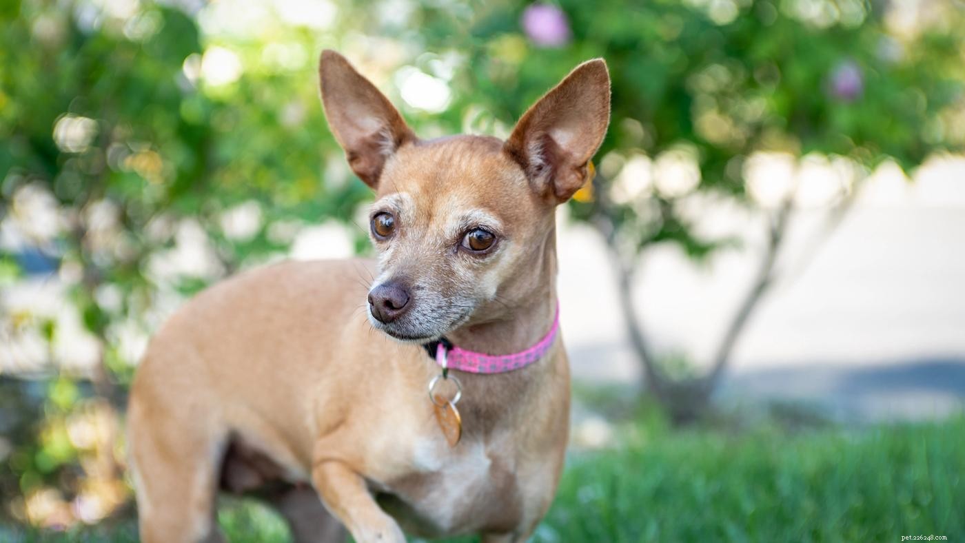 8 Proven Ways to Encourage a Shy Dog to Come Out of Their Shell