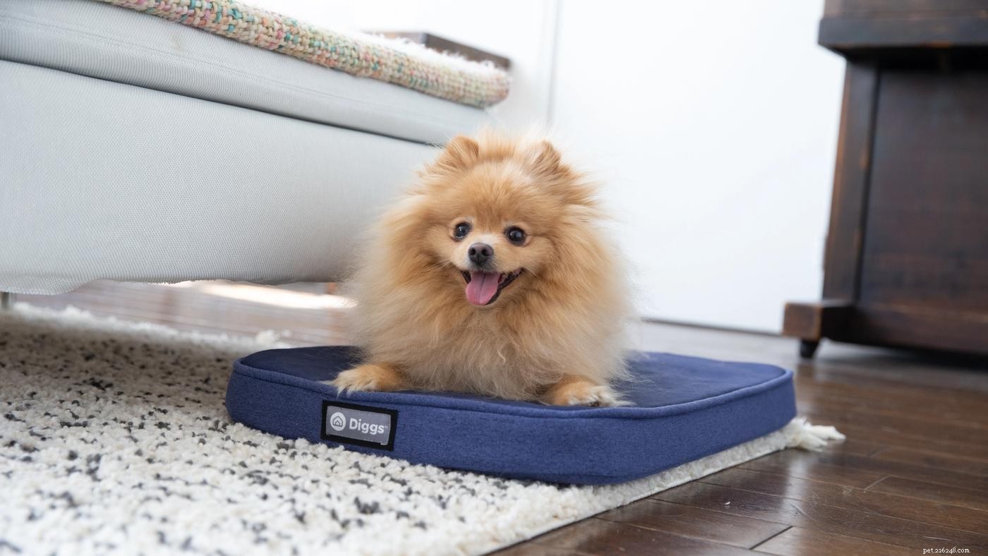 How Many Dog Beds Does Your Dog Need? A Complete Guide