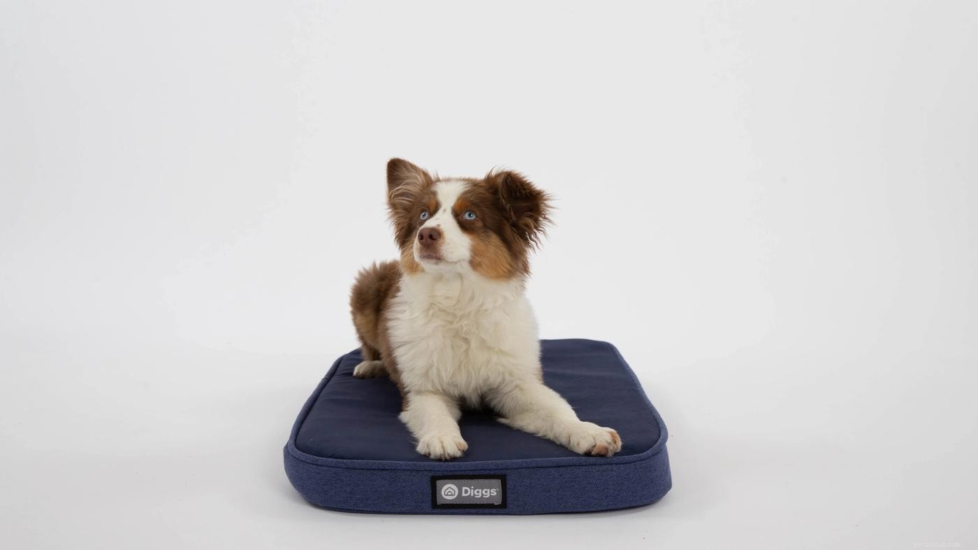 How Many Dog Beds Does Your Dog Need? A Complete Guide