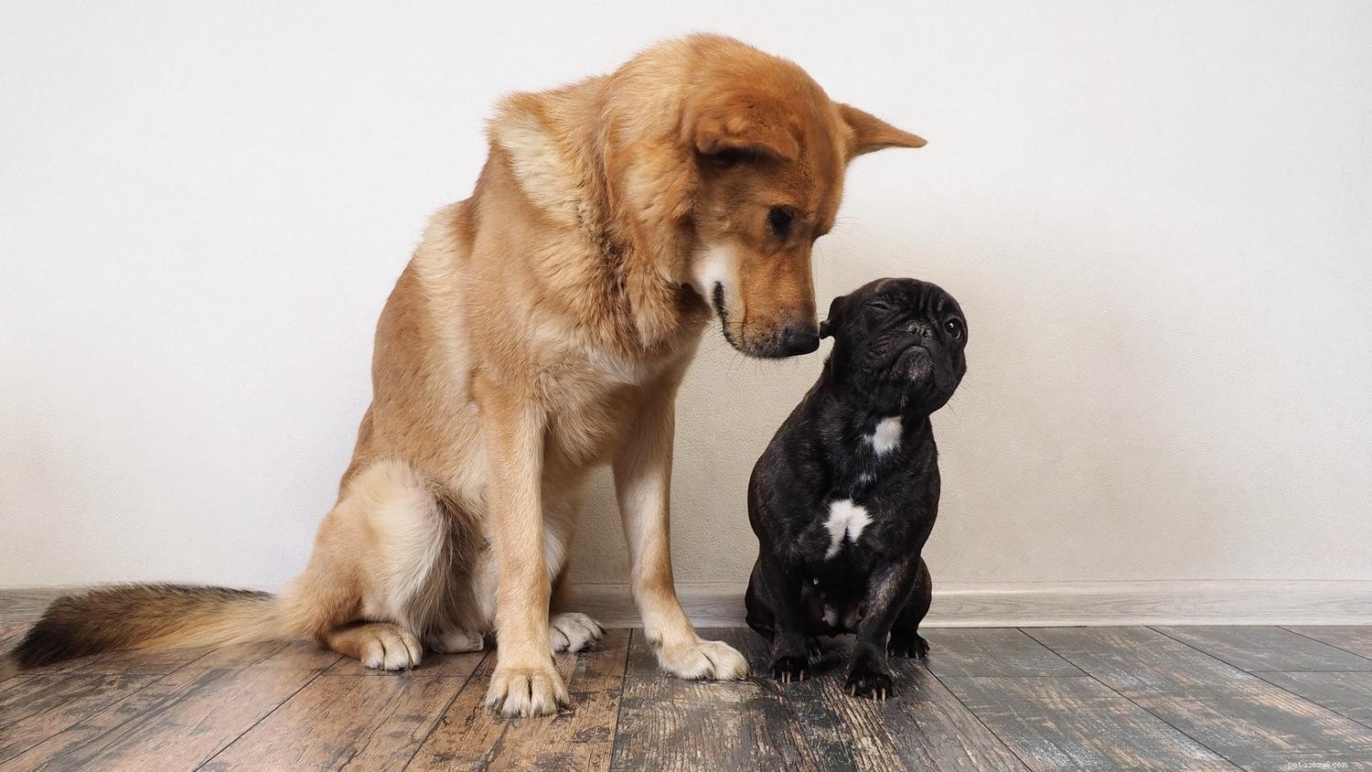 Introducing a New Dog to Your Pack: A Step-by-Step Guide