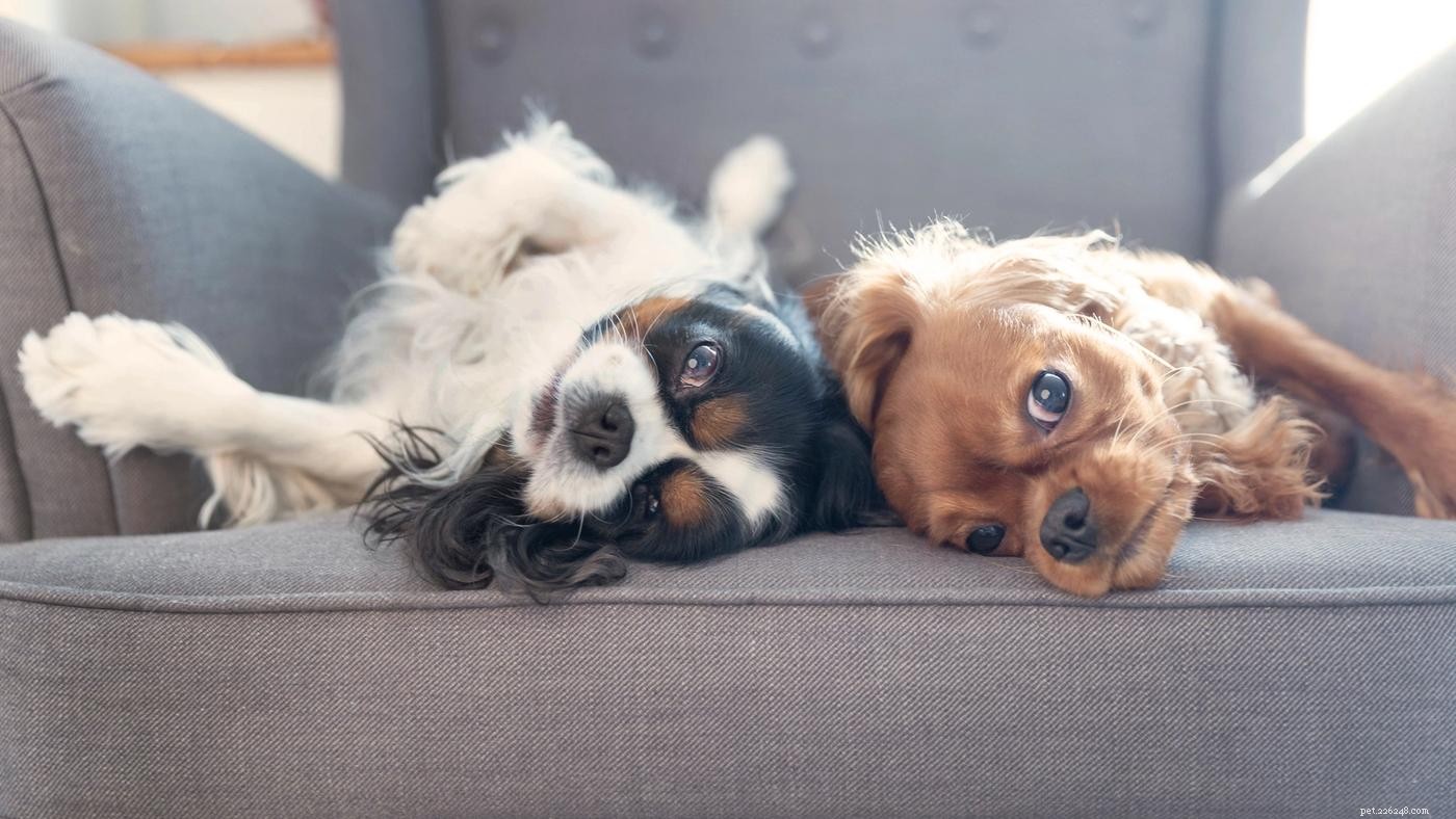 Introducing a New Dog to Your Pack: A Step-by-Step Guide