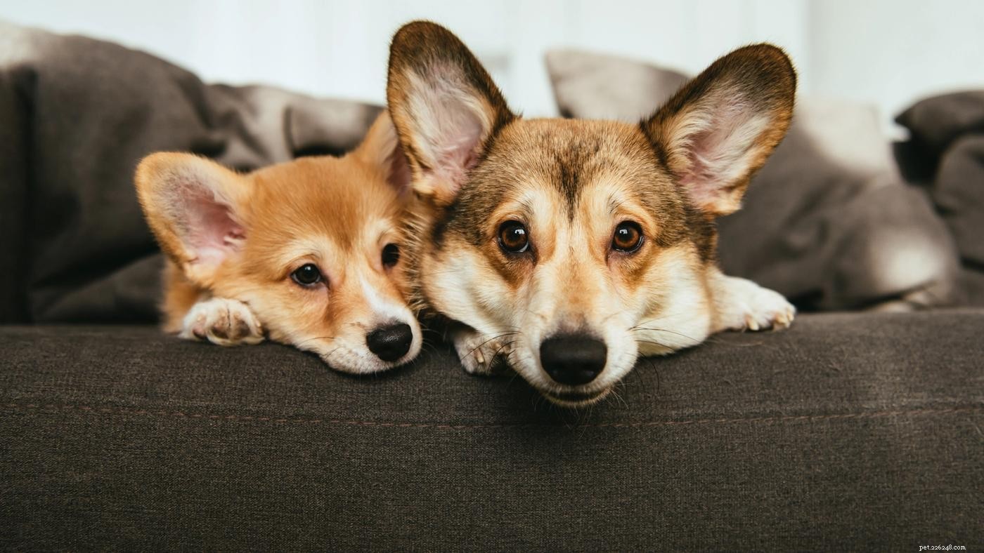 Introducing a New Dog to Your Pack: A Step-by-Step Guide