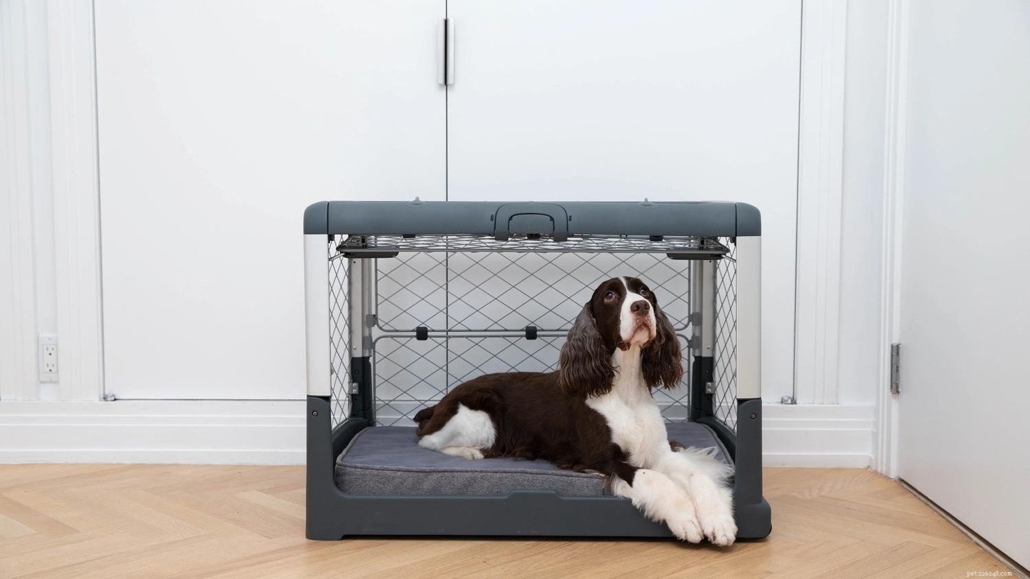 Overcoming Crate Training Regression: Practical Strategies for Success