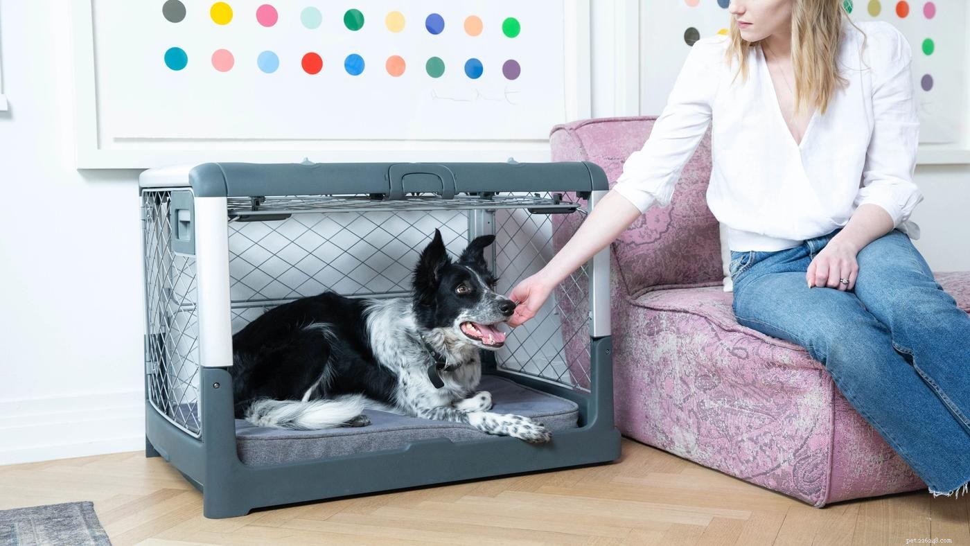 Overcoming Crate Training Regression: Practical Strategies for Success