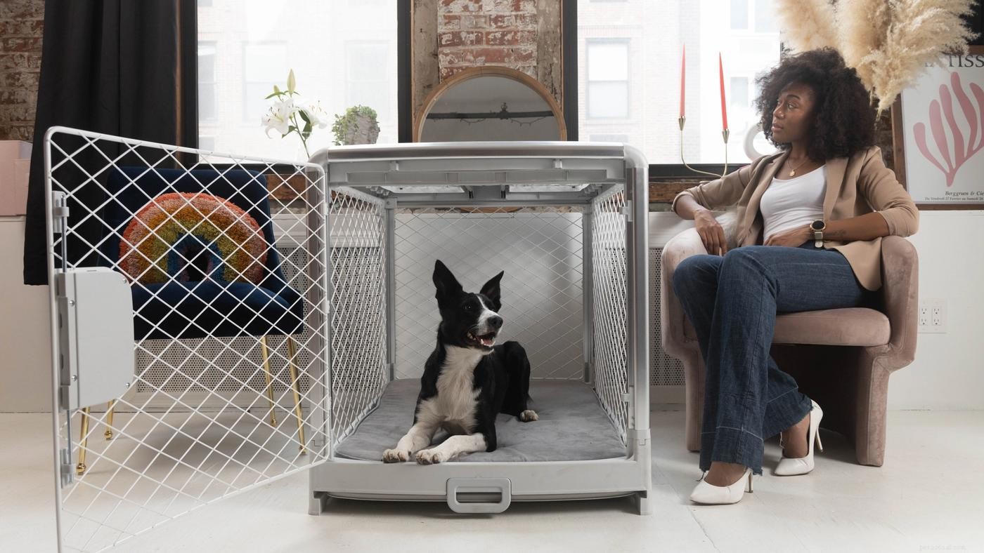 Overcoming Crate Training Regression: Practical Strategies for Success