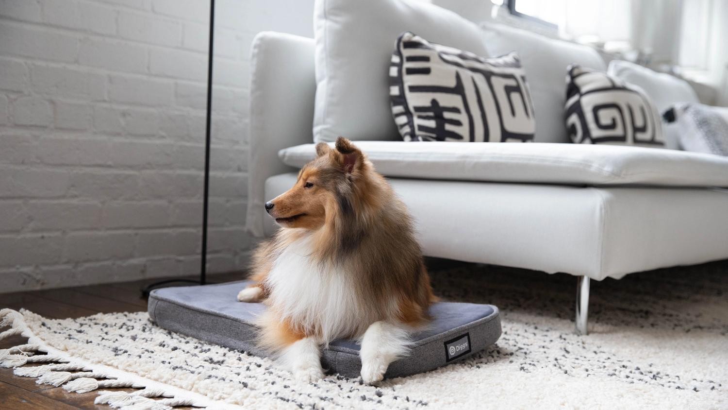 Puppy Sleep Schedule: How to Help Your New Dog Sleep Through the Night