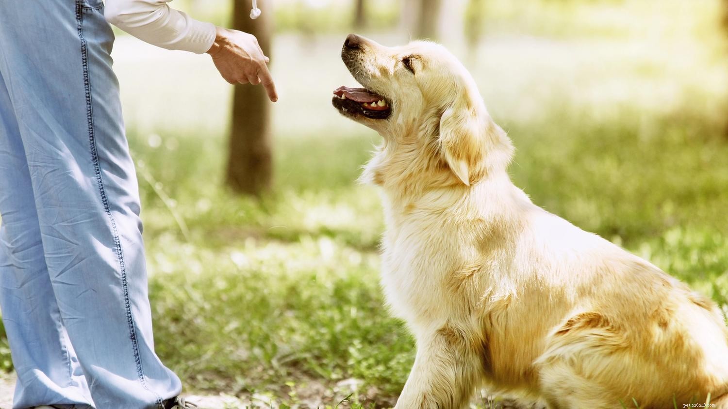 Managing Puppy Tantrums: Proven Strategies for Calm and Control