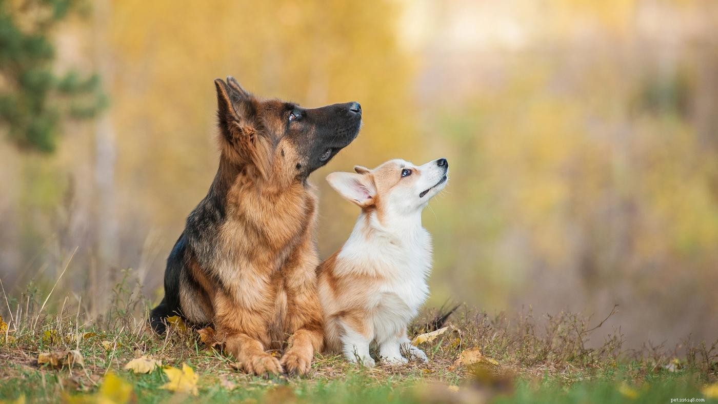 Managing Puppy Tantrums: Proven Strategies for Calm and Control
