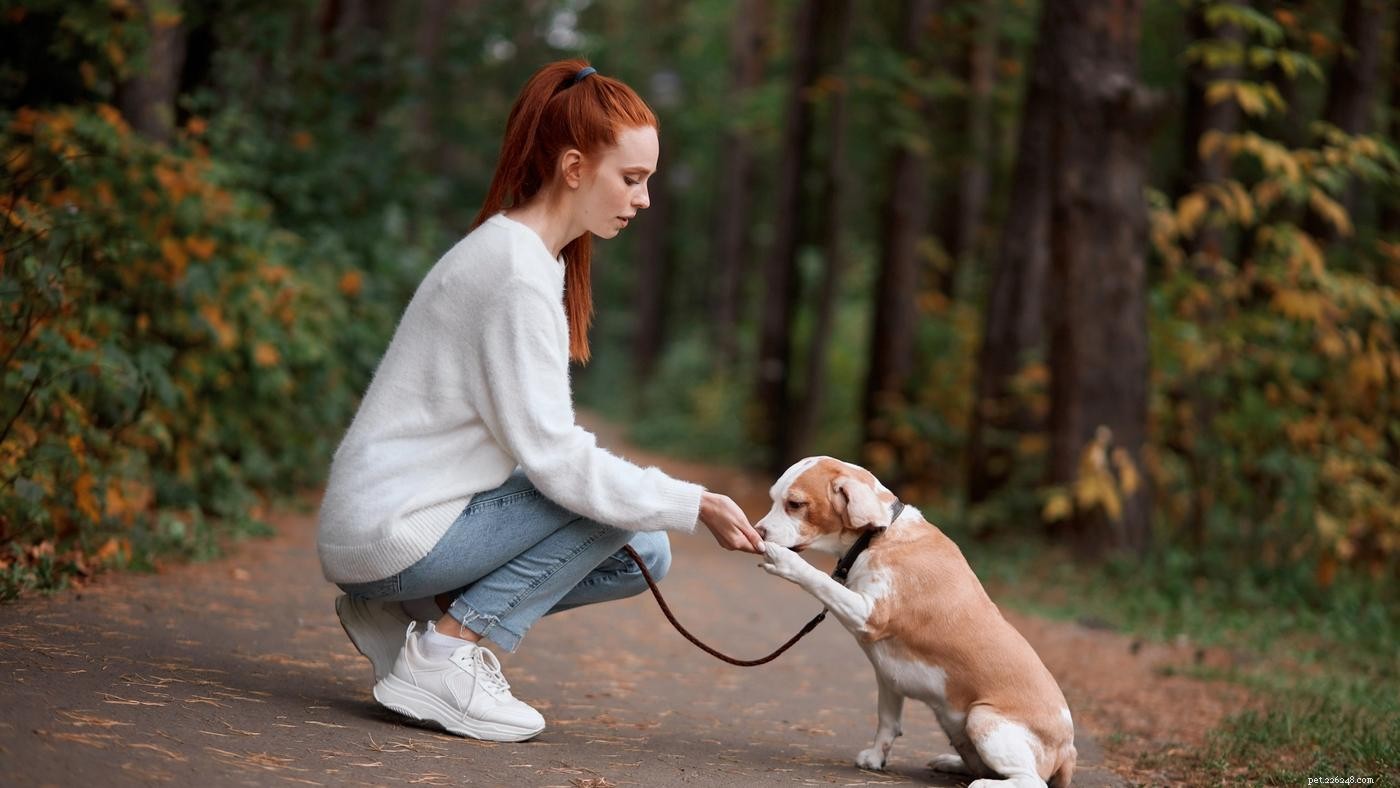 Managing Puppy Tantrums: Proven Strategies for Calm and Control