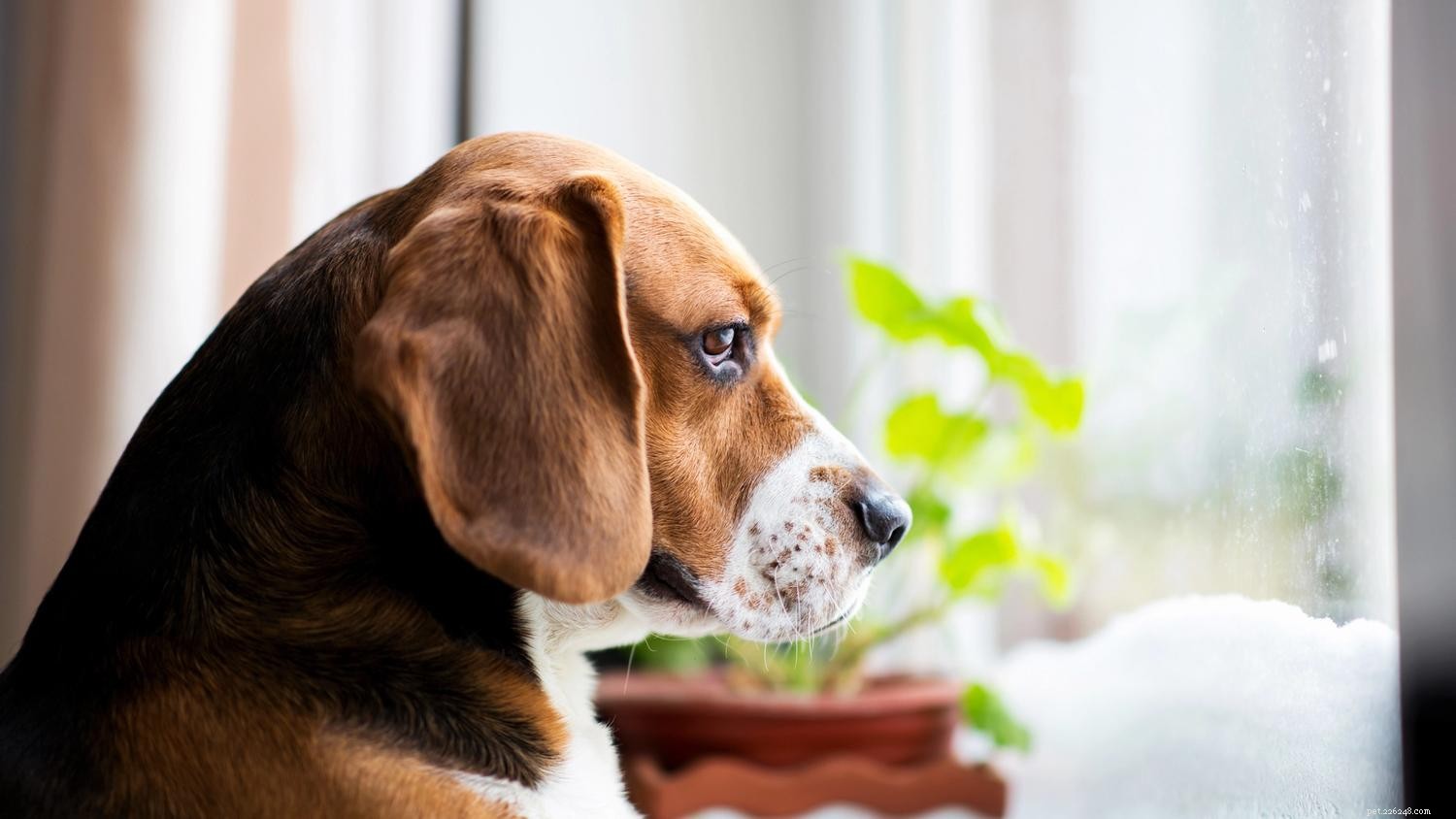 Understanding Your Dog’s Fear of Thunder: Causes & How to Help
